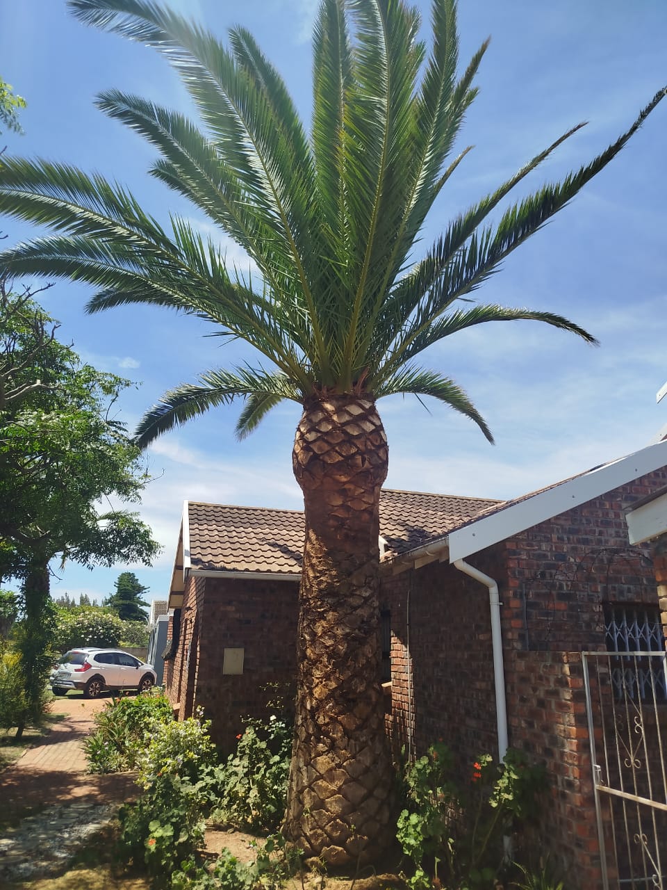 palm trimming rehoboth in port elizabeth (11)