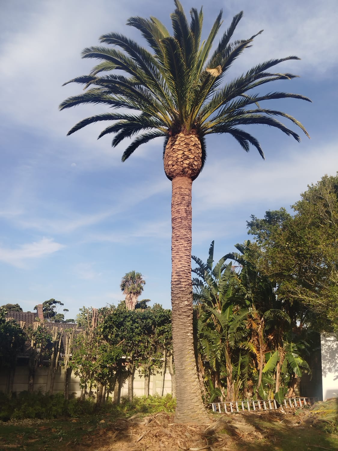 palm trimming rehoboth in port elizabeth (12)