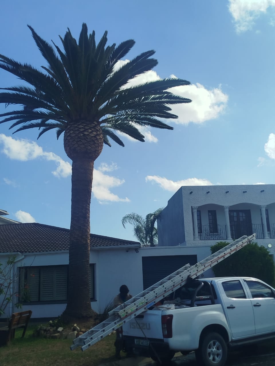 palm trimming rehoboth in port elizabeth (14)