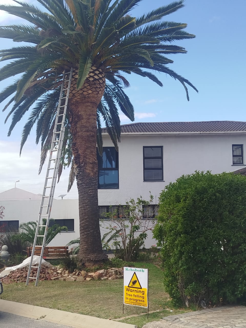 palm trimming rehoboth in port elizabeth (15)