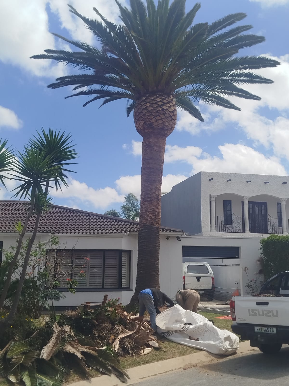 palm trimming rehoboth in port elizabeth (16)