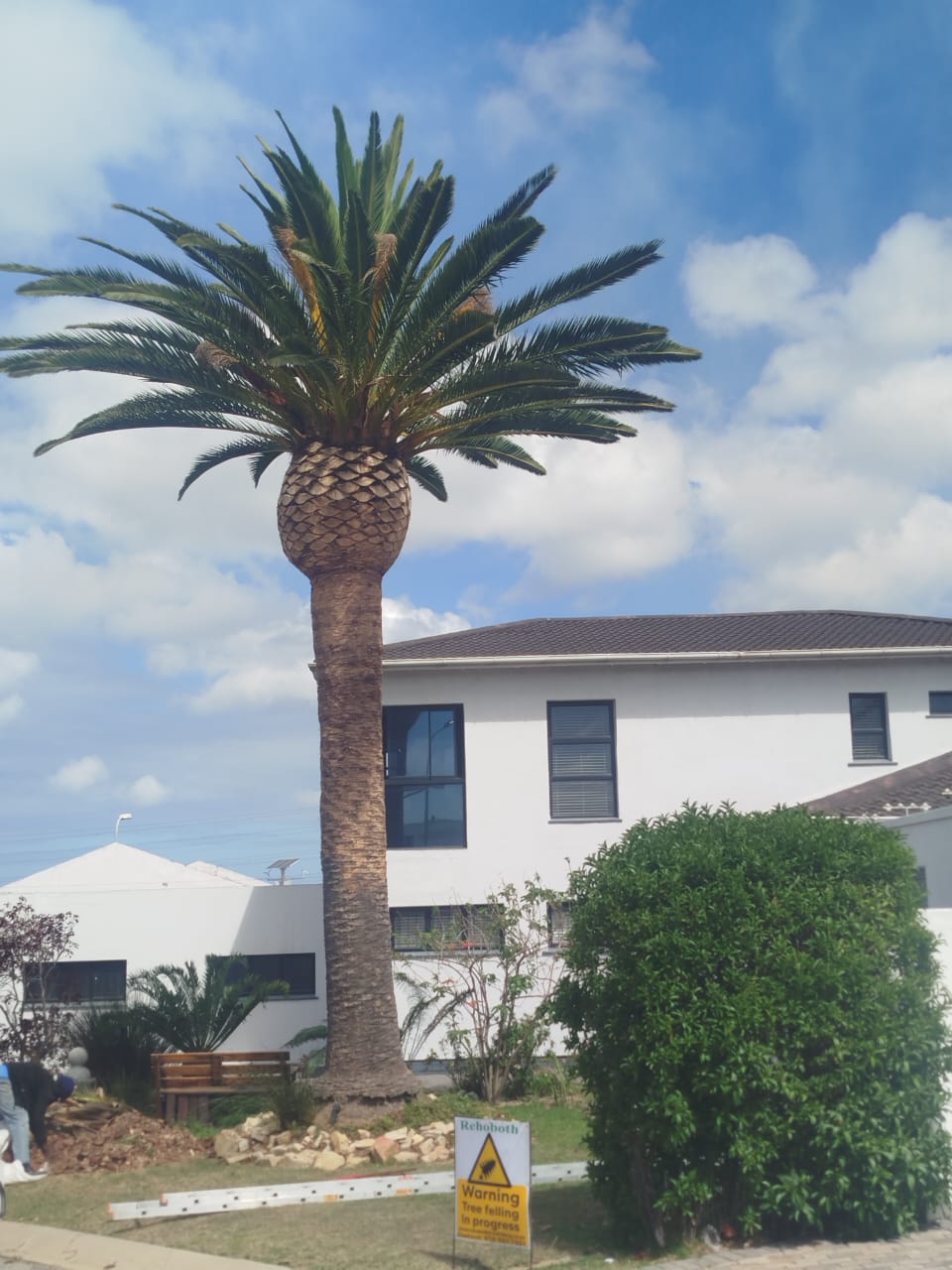 palm trimming rehoboth in port elizabeth (17)
