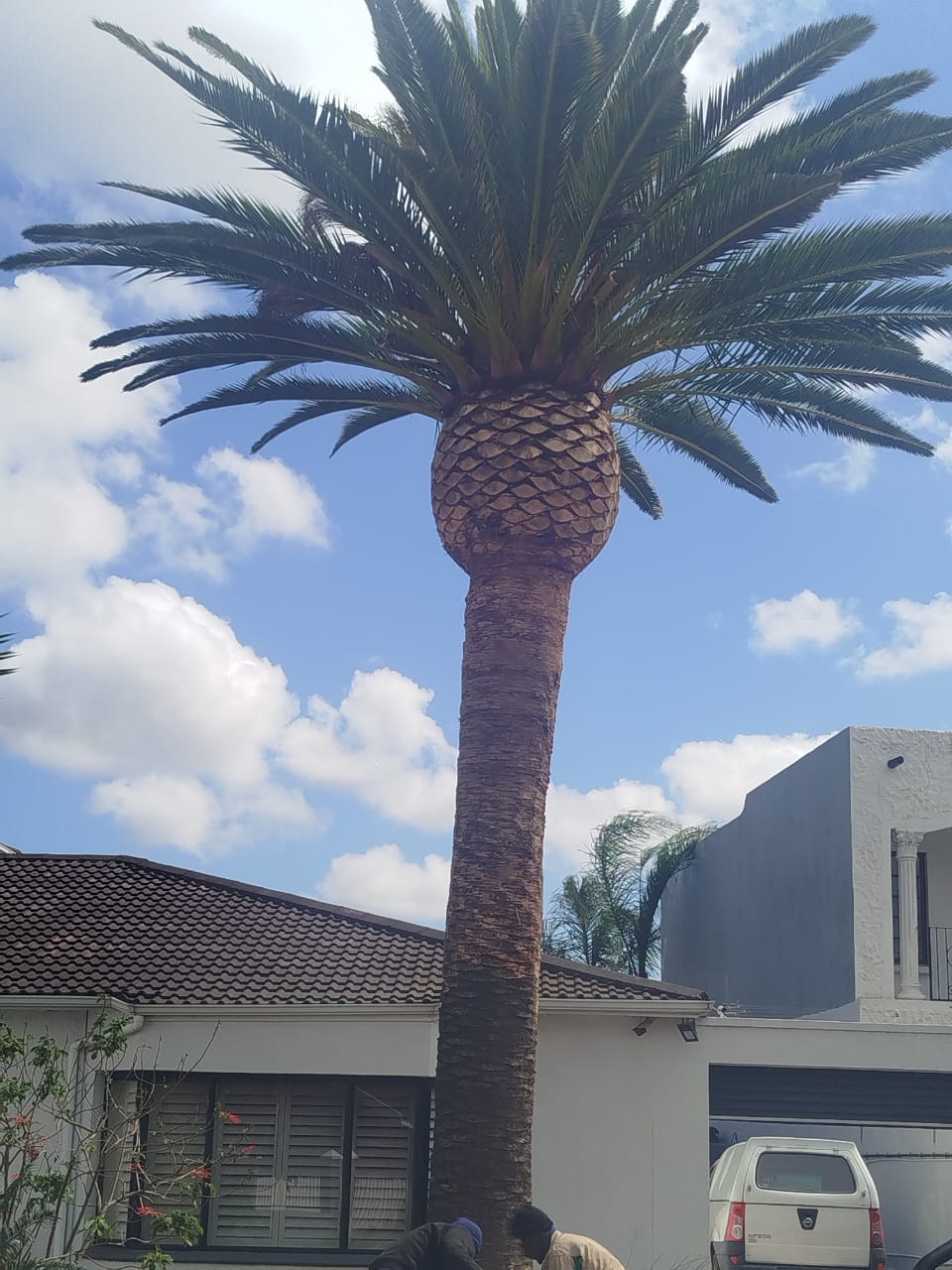 palm trimming rehoboth in port elizabeth (21)