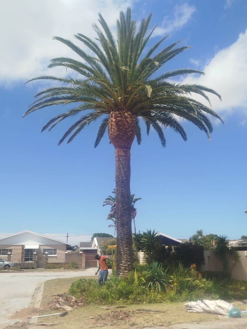 palm trimming rehoboth in port elizabeth (4)