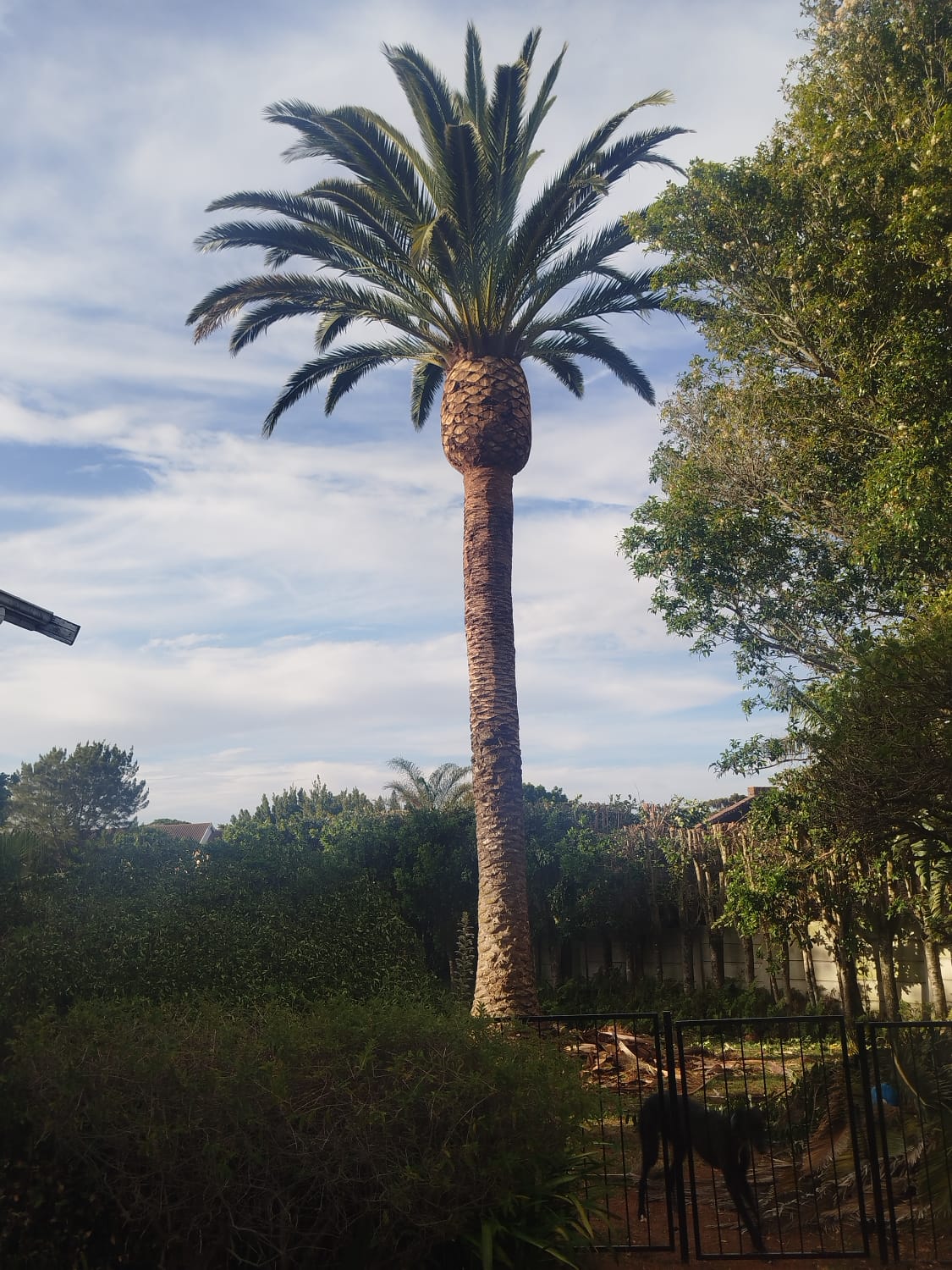 palm trimming rehoboth in port elizabeth (9)