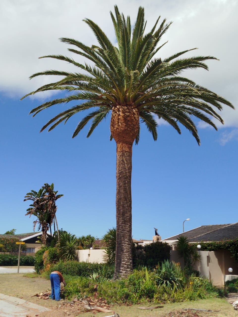 palm trimming rehoboth in port elizabeth