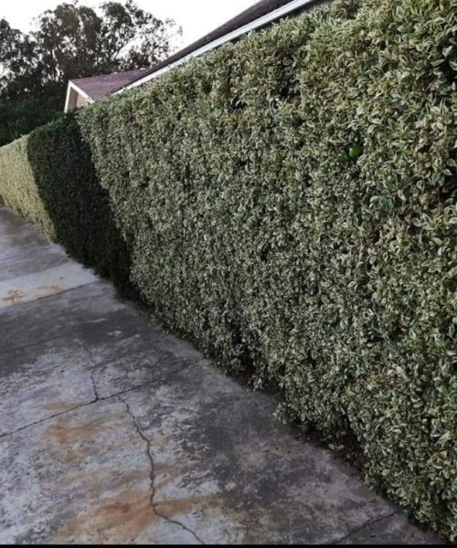 hedging 2