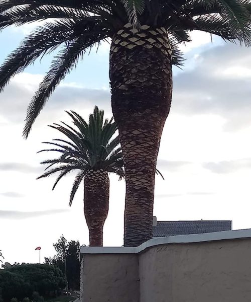 palm trimming port elizabeth (2)